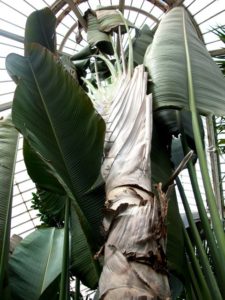 Ravenala madagascariensis (Arbre du voyageur)