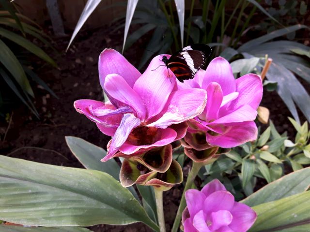 Curcuma et papillon