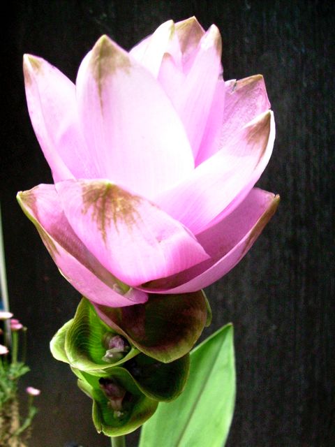 Curcuma