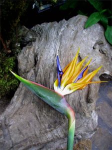 Strelitzia reginae (Oiseau de paradis) - Vue moyenne