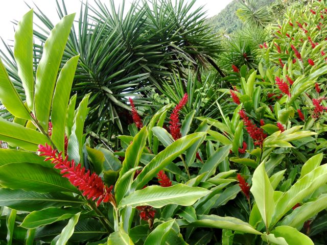 Alpinia purpurata (Gingembre rouge) - Massif