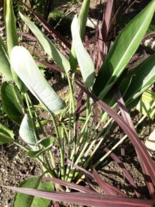 Strelitzia reginae (Oiseau de paradis) - Massif