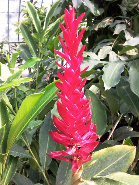 Alpinia purpurata (Gingembre rouge)