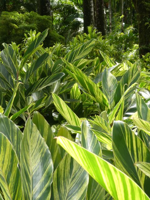 Alpinia - feuilles