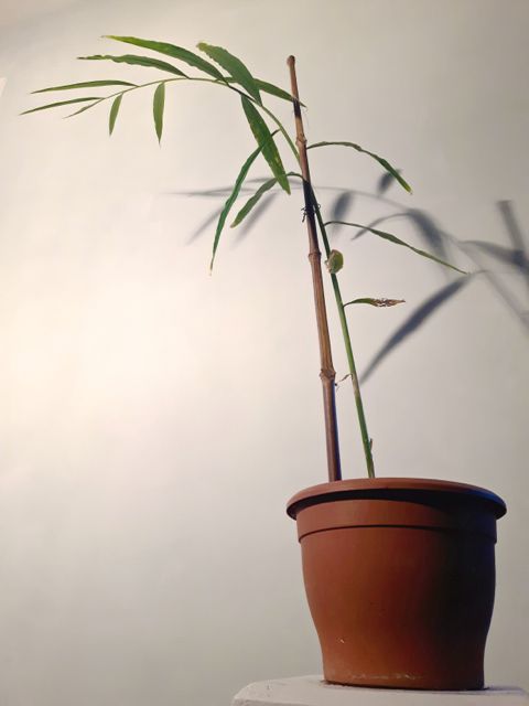 Zingiber Officinale - feuilles