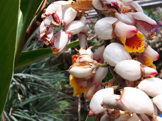 Alpinia zerumbet (Gingembre coquille)