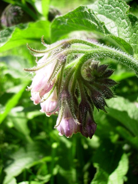 Symphytum officinale (Grande consoude) - Cymbe violette