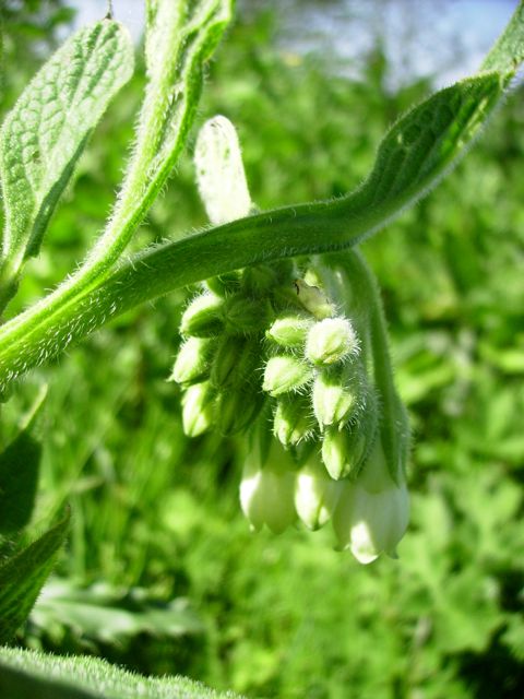 Symphytum officinale (Grande consoude) - Boutons