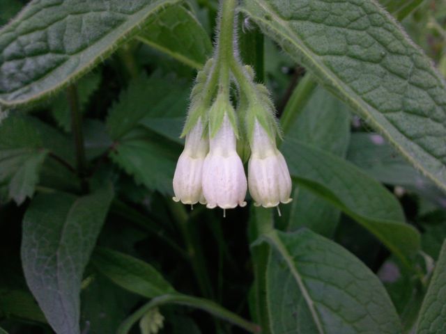 Symphytum officinale (Grande consoude) - Blanche