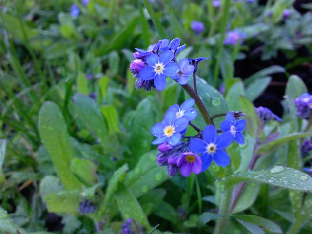 Myosotis - Feuilles