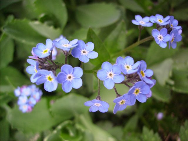 Myosotis - Fleurs