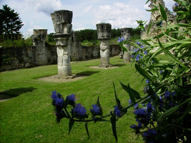 Echium vulgare (Vipérine commune) - Abbaye de Vauclair