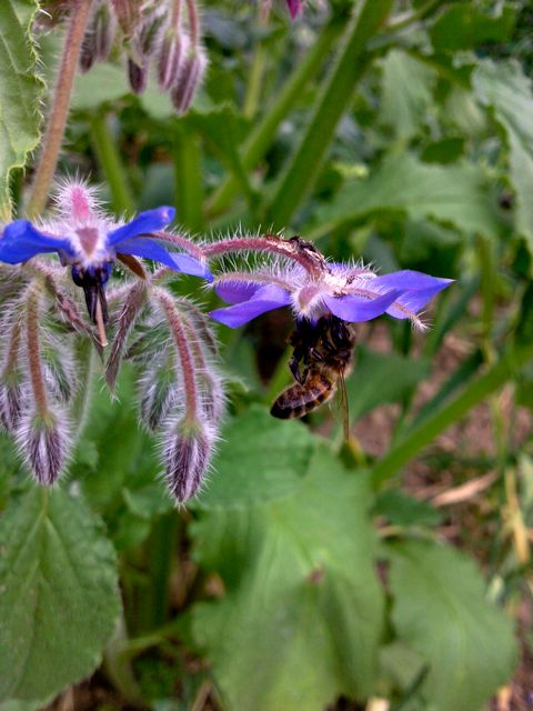 Bourrache (Borrago officinalis) - Abeille