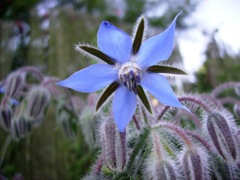 Bourrache (Borrago officinalis) - Face