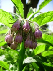 Symphytum officinale (Grande consoude) - Contre jour