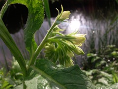 Symphytum officinale (Grande consoude) - Marais