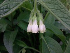 Symphytum officinale (Grande consoude) - Blanche