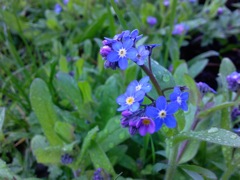 Myosotis