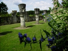 Echium vulgare (Vipérine commune) - Abbaye de Vauclair