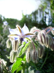 Bourrache (Borrago officinalis) - Contre jour