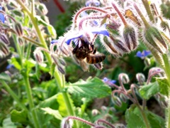 Bourrache (Borrago officinalis) - Abeille en contre jour