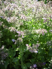 Bourrache (Borrago officinalis) - Massif