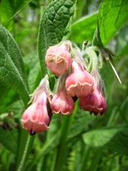 Symphytum officinale (Grande consoude) - Rouge