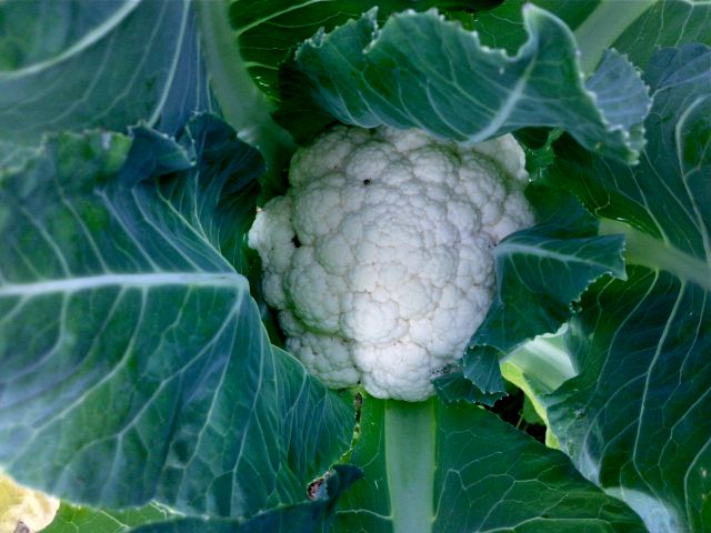 Brassica oleracea var. botrytis (Chou fleur)