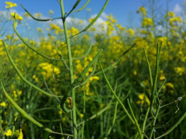 Brassica napus var. napus (Colza) - Siliques