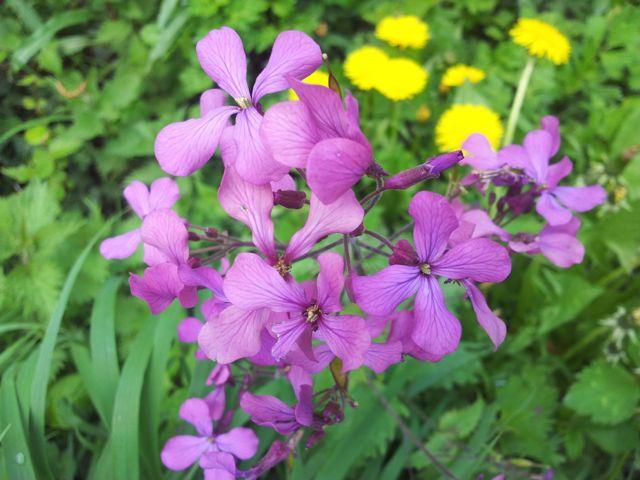 Lunaria (Lunaire, Monnaie-du-pape)