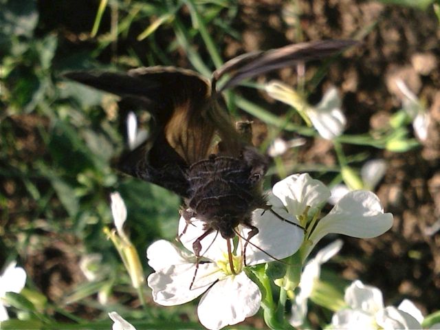 Radis et papillon de nuit