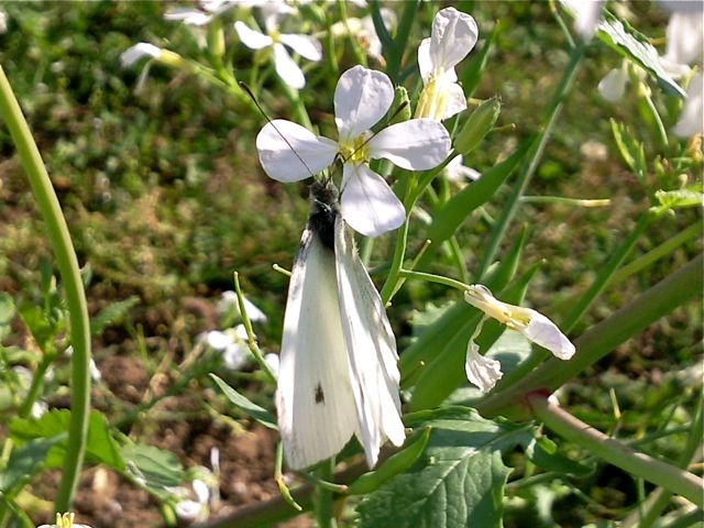 Pieris brassicae (Piéride du chou)