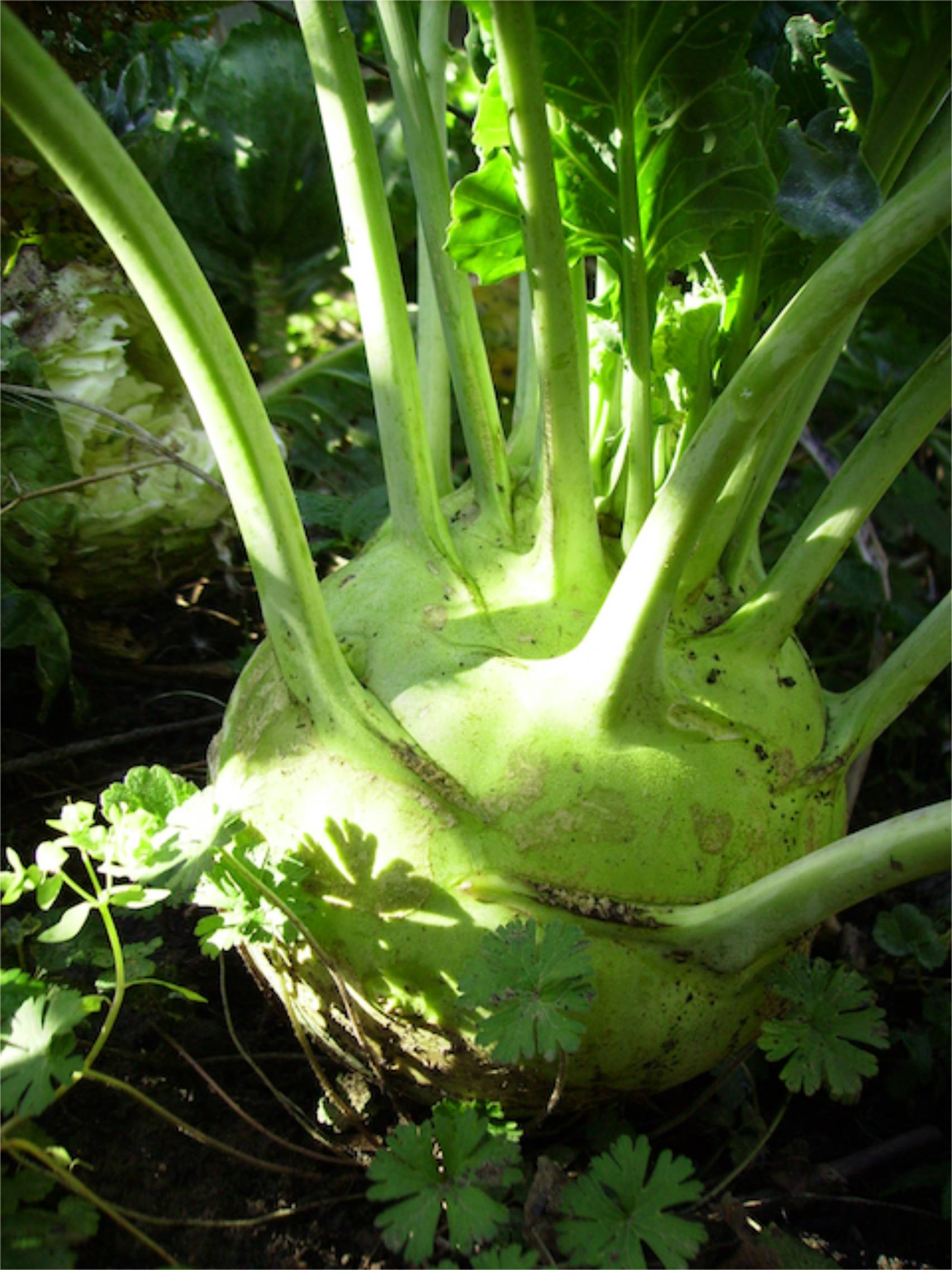 Brassica olearacea var. gongylodes (Chou Rave) - Tige