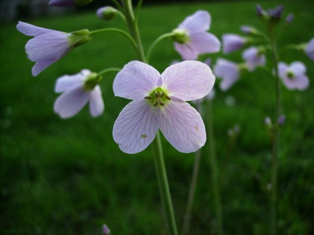 Cardamine pratensis (Cardamine des prés)