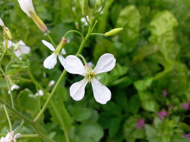 Raphanus sativus (Radis) - Fleur