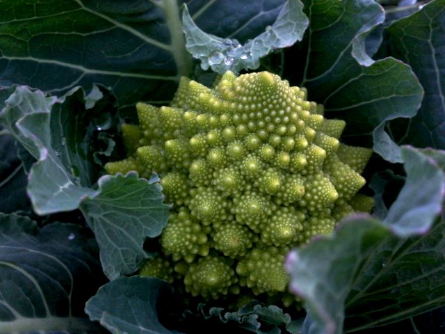 Brassica oleracea var. botrytis (Chou romanesco)