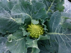 Brassica oleracea var. botrytis (Chou romanesco) - Feuilles