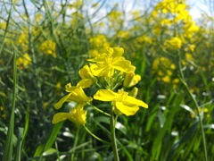 Brassica napus var. napus (Colza) - Fleurs