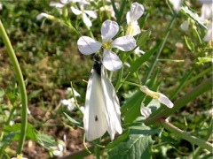 Pieris brassicae (Piéride du chou)