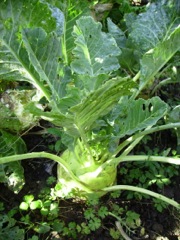 Brassica olearacea var. gongylodes (Chou Rave) - Feuilles