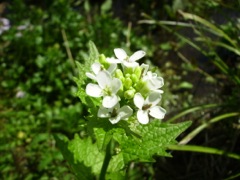 Alliaria petiolata (Herbe à l'ail, Alliaire officinale)