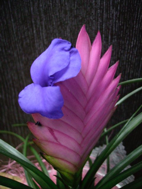 Tillandsia cyanea - Inflorescence