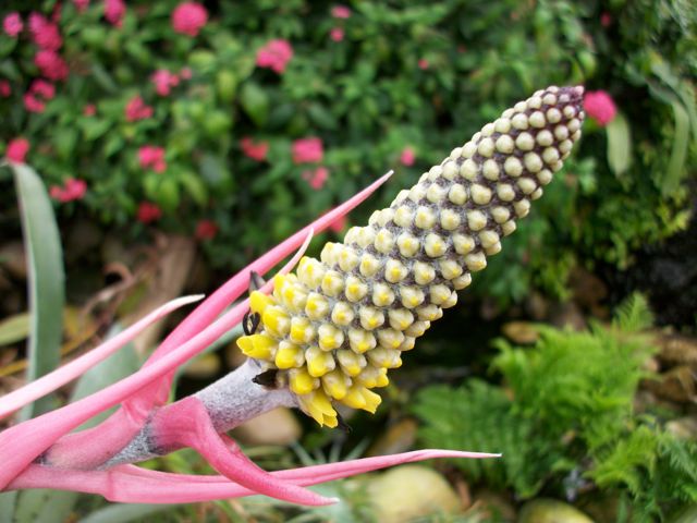 Aechmea bromeliifolia