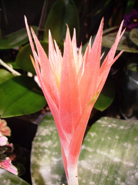 Aechmea primea - Rose