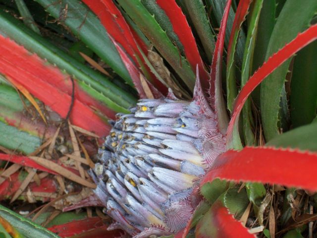 Fascicularia pitcairniifolia