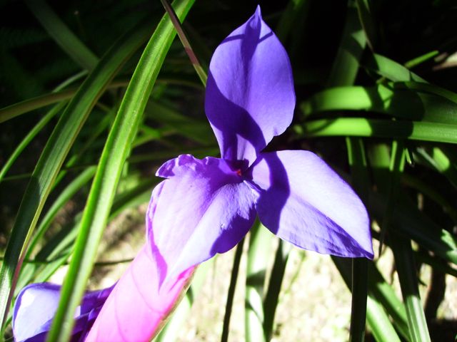 Tillandsia cyanea - Fleur
