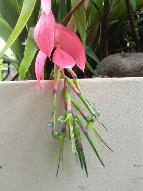 Billbergia - Inflorescence