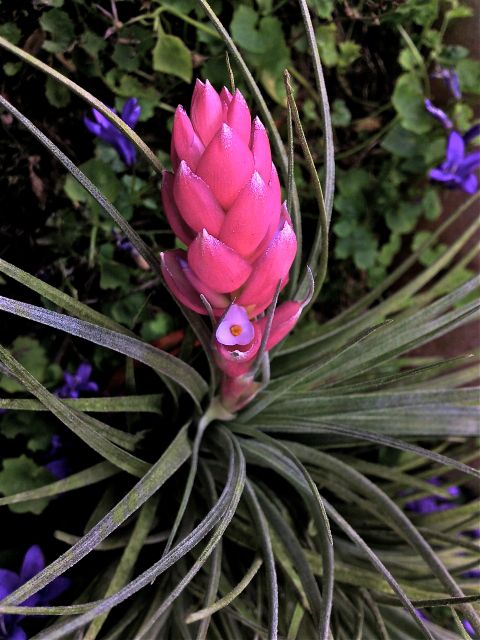 Tillandsia stricta