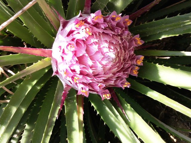 Ochagavia carnea