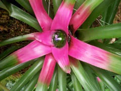 Rosette de feuilles